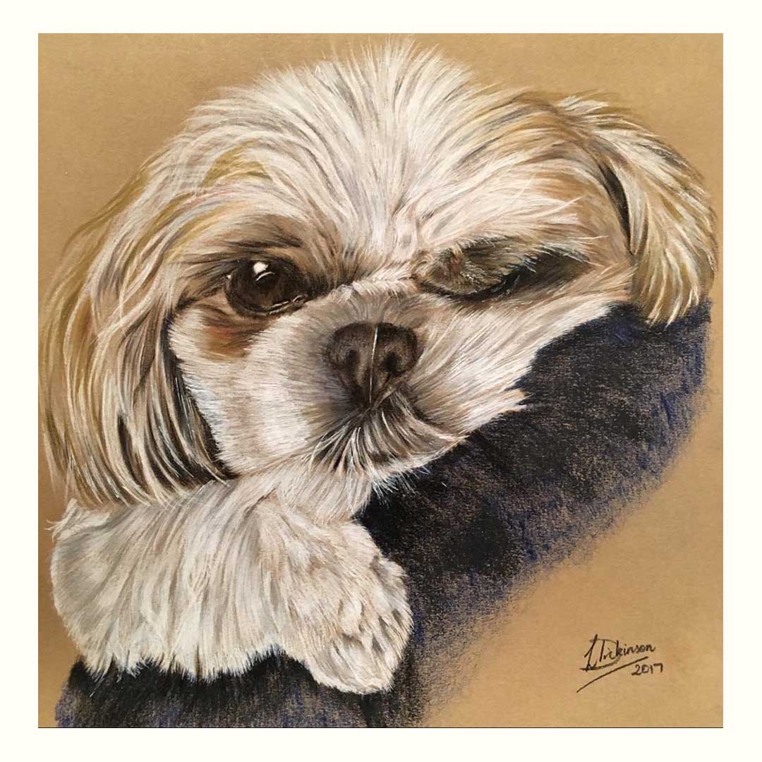 tan and white shih tzu head and one arm is seen as they sleepily look at you through one open eye 