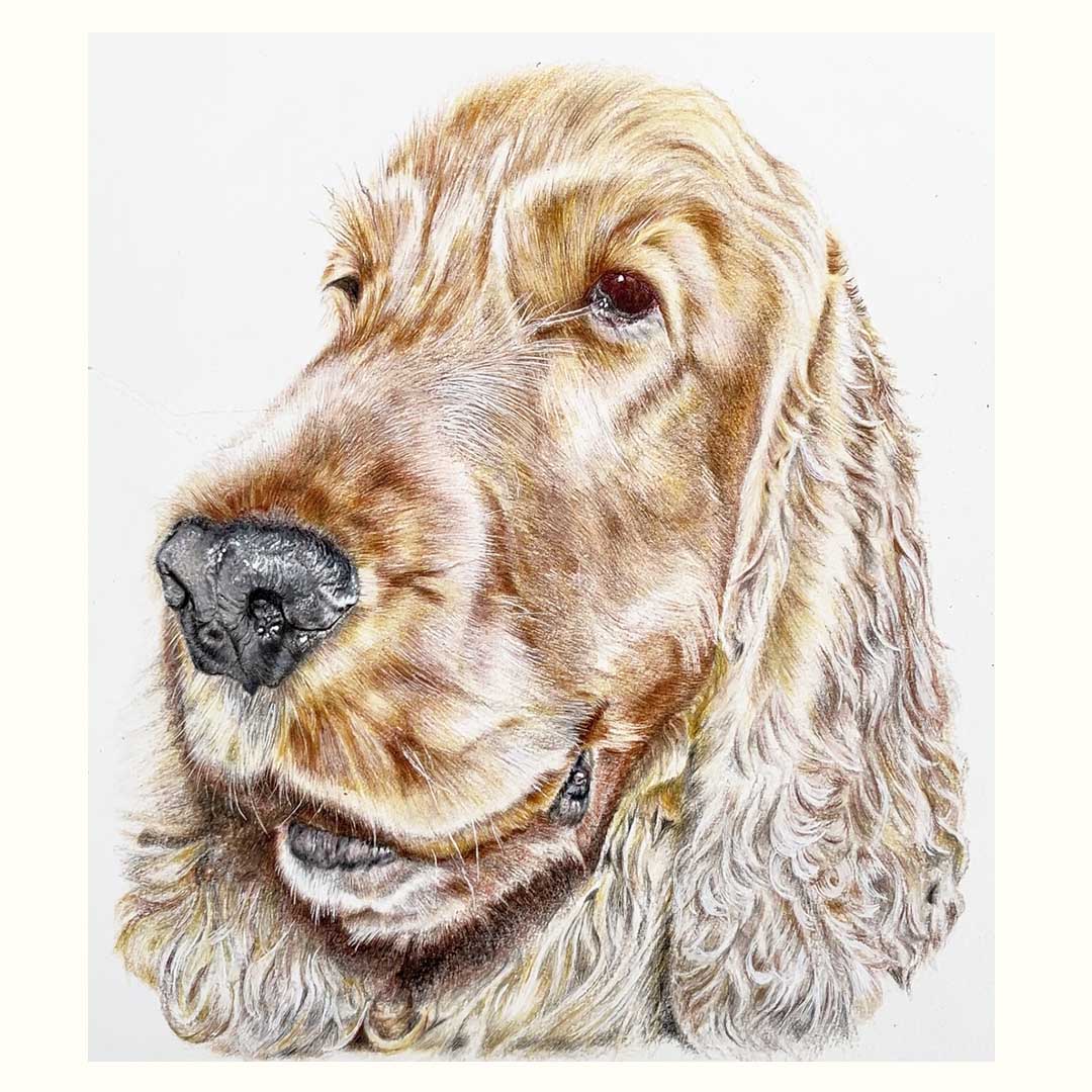 Red Cocker Spaniel, seen from neck up on white background in realistic pencil