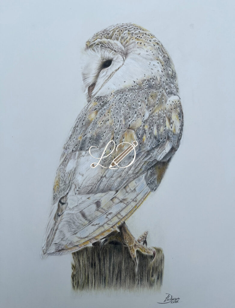 A detailed pencil drawing of a Barn Owl, sitting on a wooden post.