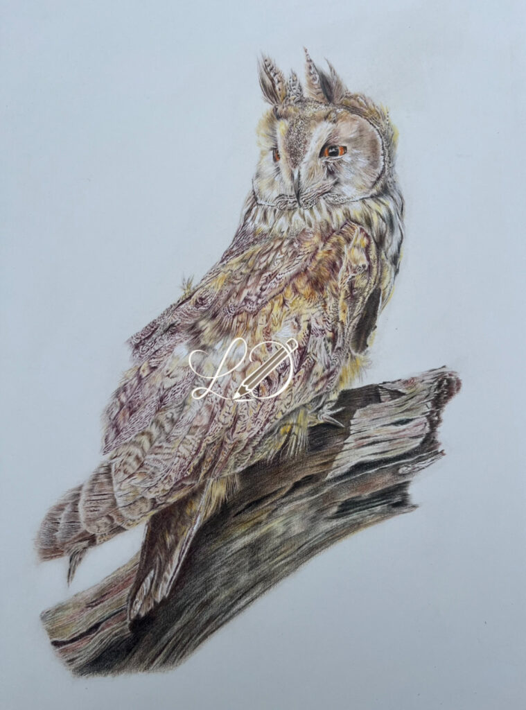 Long Eared Owl perched on a branch.
