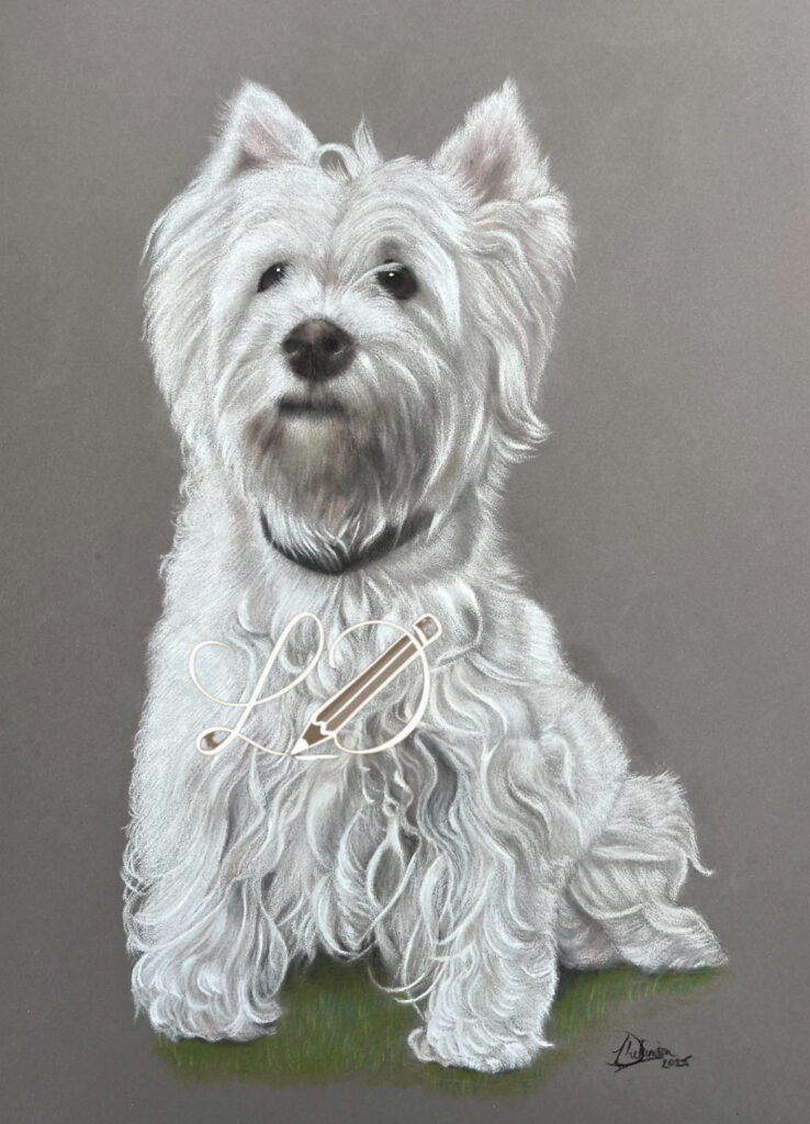 West Highland White Terrier in a seated position, sitting on grass.
