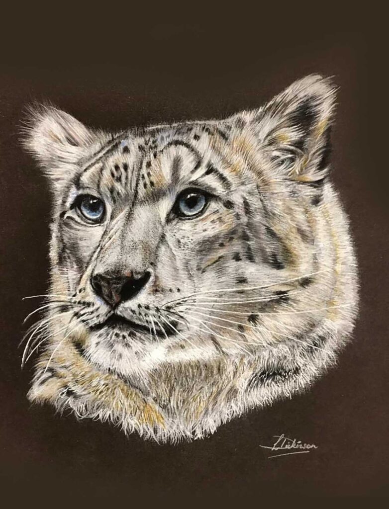 Detailed drawing of a Snow Leopard, headhsot only.