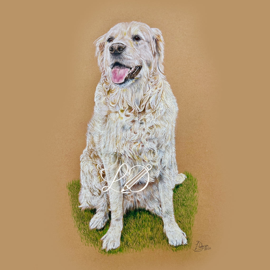 Golden coloured Labrador in a seated position. Sitting on grass.